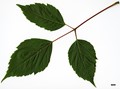 SpeciesSub: subsp. mexicanum SpeciesSub: subsp. mexicanum